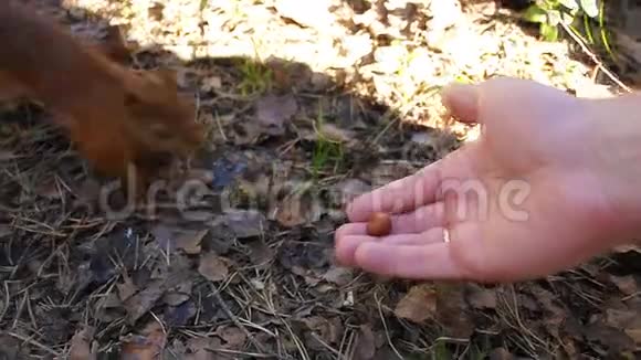 小可爱的红松鼠在森林里用手拿坚果特写镜头视频的预览图