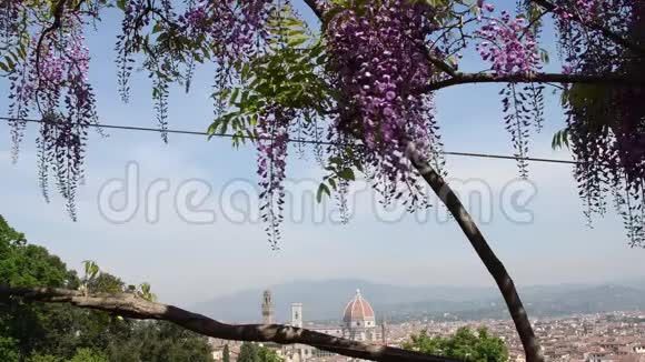 从巴迪尼花园看到佛罗伦萨圣玛丽亚德尔菲奥雷大教堂的美丽景色那里有盛开的紫色紫藤视频的预览图