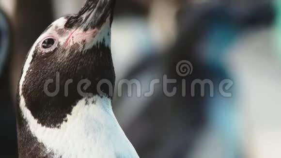 麦哲伦企鹅的肖像特写镜头黑白企鹅的头视频的预览图
