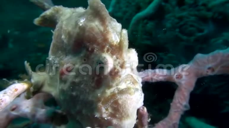 伦贝海峡巨型蛙鱼触角视频的预览图