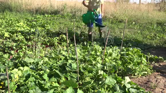 在农场种植园里有浇水的男乡下男孩可以浇黄瓜蔬菜4K视频的预览图
