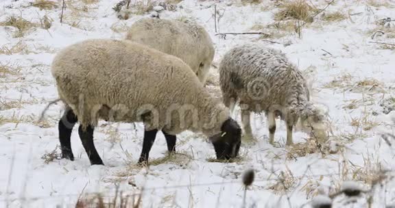 冬季野外4K超高清羊视频的预览图