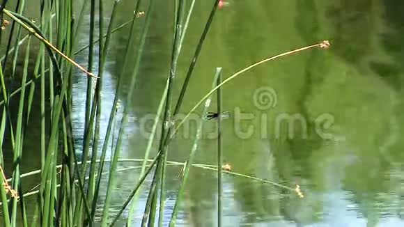 蜻蜓伴着池塘坐在绿苇中视频的预览图