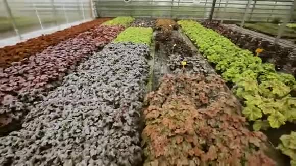 在现代温室里种植绿色沙拉和蔬菜视频的预览图