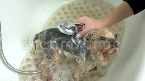 女洗手小狗视频的预览图