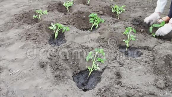 小芽的西红柿被扔到地上然后滴地浇水番茄收获和植物栽培视频的预览图