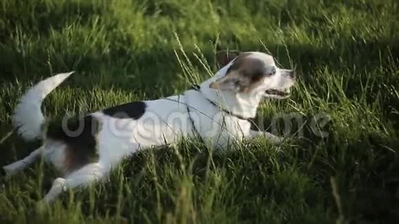 一个女孩坐在草地上和一只小狗玩耍视频的预览图