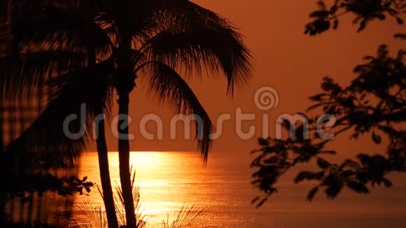 棕榈树在生动的日落时间在热带海滩上剪影异国情调的树木和橙色的大太阳视频的预览图