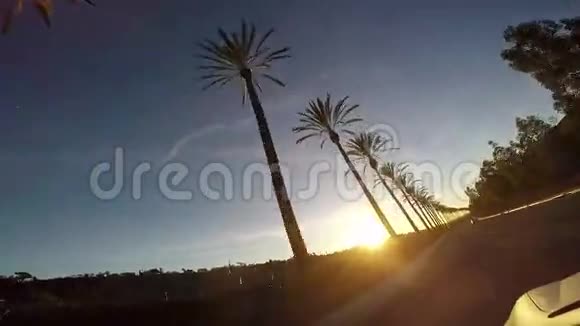 日落时由棕榈树驾驶视频的预览图