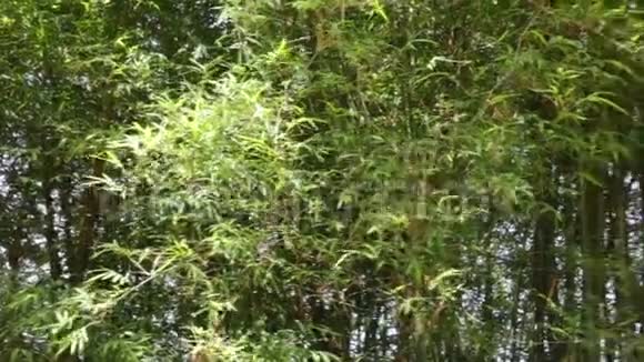 花园中的竹子天然墙视频的预览图