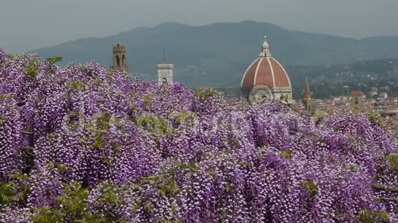 从巴迪尼花园看到佛罗伦萨圣玛丽亚德尔菲奥雷大教堂的美丽景色那里有盛开的紫色紫藤视频的预览图