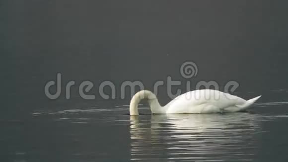 天鹅在湖里游泳视频的预览图