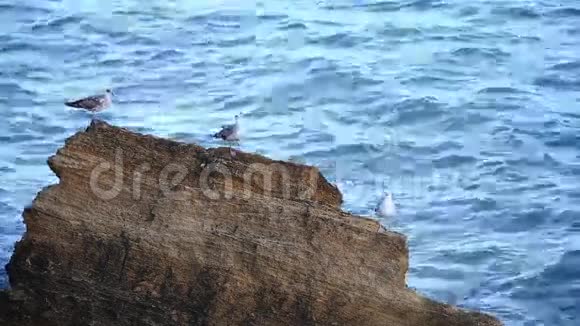 白色海鸥的景色在山上停留在船上夏日视频的预览图