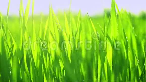 嫩绿的麦草晨露视频的预览图