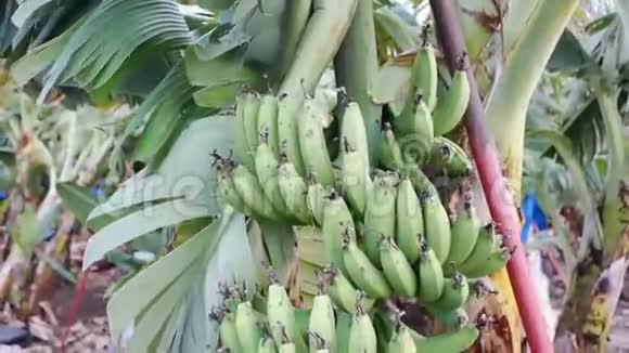 香蕉树长着一串成熟的香蕉视频的预览图