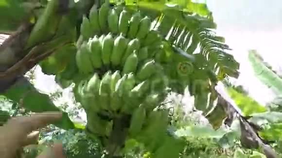 在有机农场用手抚摸生长在一棵树上的绿色香蕉视频的预览图