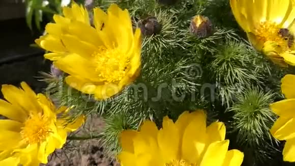 蜜蜂和蚂蚁在黄色的阿多尼斯花上视频的预览图