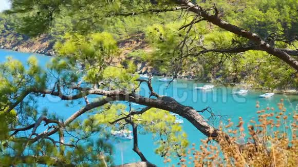 美丽的海景穿过松树的树枝视频的预览图