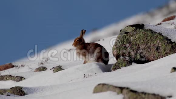 在苏格兰莱普斯怀尔德斯山野兔十月仍穿着夏装被雪包围视频的预览图