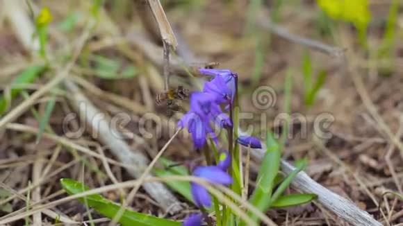 蓝色雪花上的蜜蜂视频的预览图