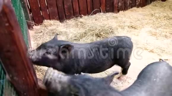 农场里的小黑猪小猪在接触动物园咕哝2019中国新年视频的预览图