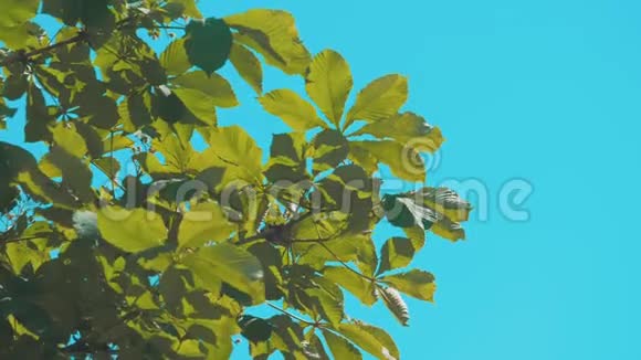 树枝栗带绿叶蓝天背景杨木摇在风中慢动作视频生活方式视频的预览图