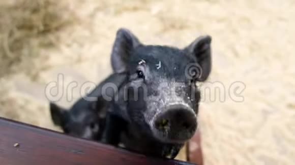农场里的小黑猪小猪在接触动物园咕哝2019中国新年视频的预览图