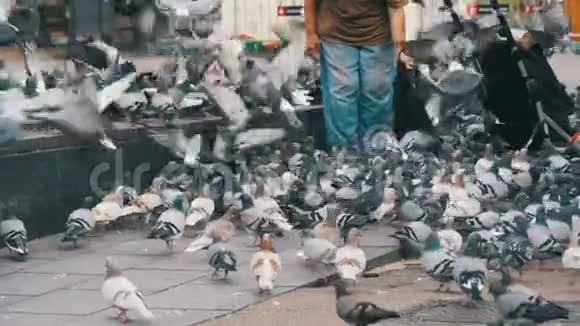 老妇人慢吞吞地在街上喂鸽子视频的预览图