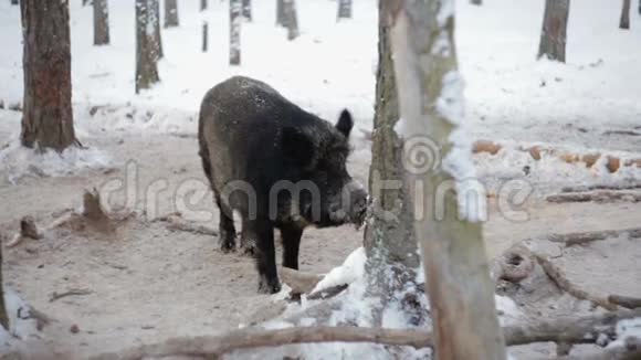 冬林野猪视频的预览图