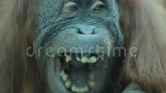 猴子大喊大叫露出牙齿视频的预览图