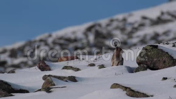 在苏格兰莱普斯怀尔德斯山野兔十月仍穿着夏装被雪包围视频的预览图