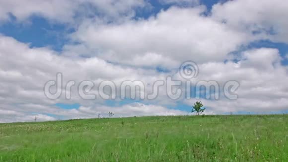 绿色的草地有一棵单独的树视频的预览图