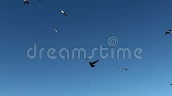 一群鸽子一群鸟在天空中飞翔视频的预览图