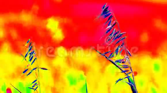 室外辐射测量大麦田燕麦草六月中旬成熟玉米植株的田间红外线热像机视频的预览图