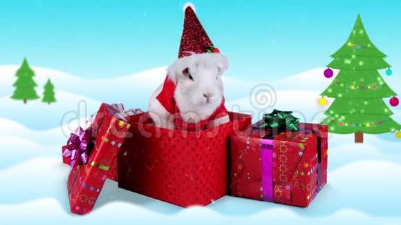 圣诞兔子在礼品盒里嗅嗅和打量视频的预览图