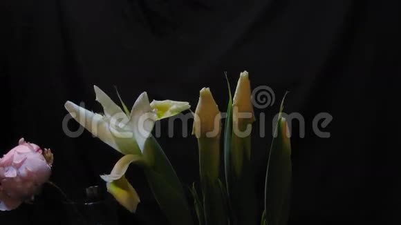 白色的鸢尾花和一朵牡丹花在时光流逝中绽放视频的预览图