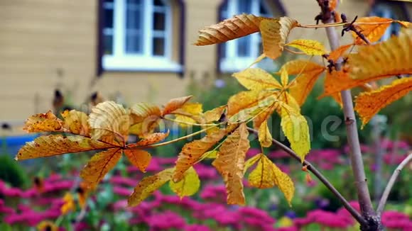 秋天花园里小栗树的黄叶在风中摇曳视频的预览图