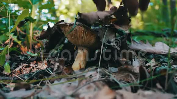 人在森林里用刀切蘑菇雨后在草地和干叶中收获蘑菇关闭视频的预览图