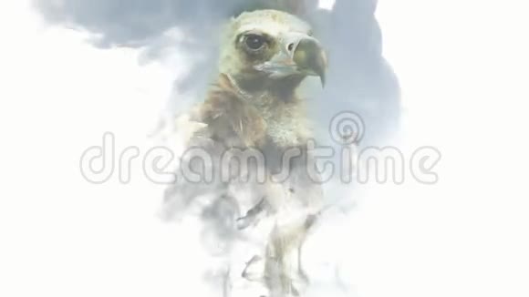 秃鹫的头出现在白色的烟雾背景上视频的预览图