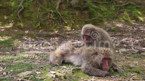 阿拉山京都猴子视频的预览图