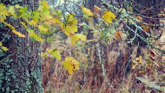 秋天的老苔藓枫叶摇曳视频的预览图