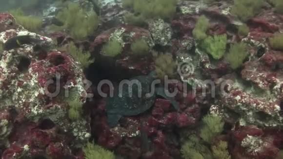 海龟在加拉帕戈斯的清澈的水下视频的预览图