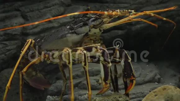 水族馆里的有趣龙虾视频的预览图
