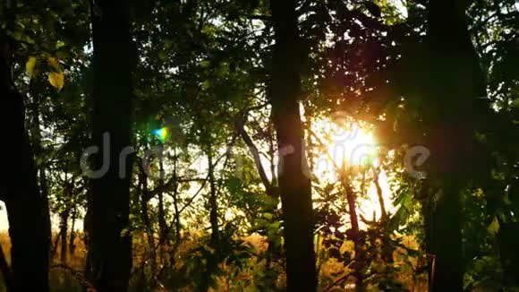 日落时绿林树阳光穿过树枝自然背景视频的预览图