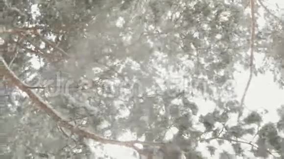 雪从树枝上飘落下来美丽地漂浮在空中下雪了视频的预览图
