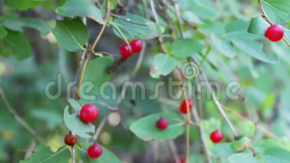 夏天红色的野生森林浆果生长在灌木丛中在风中摇摆视频的预览图