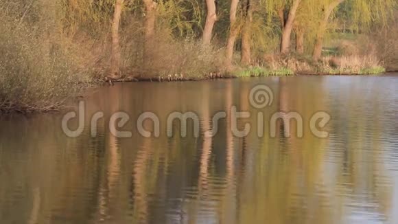 春天湖里的柳树视频的预览图