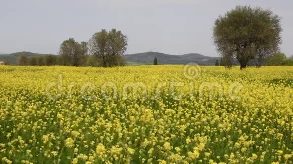 意大利锡耶纳附近的托斯卡纳农村美丽的黄色花田橄榄树和蓝色多云的天空视频的预览图