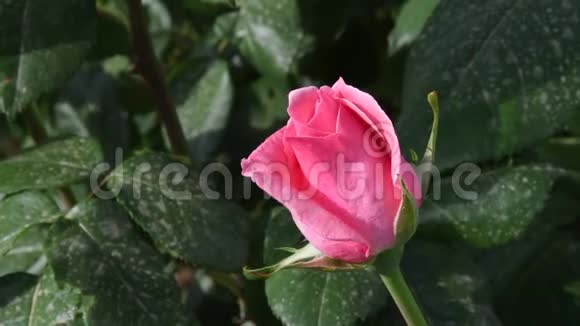 美丽的粉红色玫瑰在花园特写视频的预览图