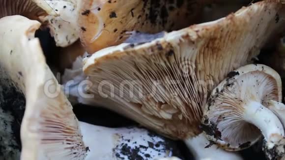 森林里刚采到的蘑菇在近景的桌子上收获视频的预览图
